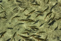 地震瞬间鱼群乱跳，自然界的预警信号与生存智慧